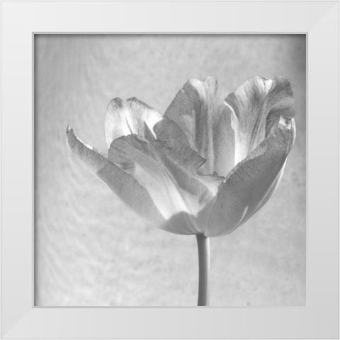 B-W Tulip White Modern Wood Framed Art Print by Peck, Gail