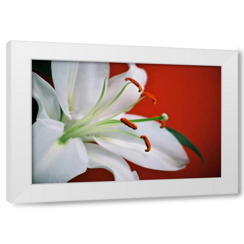 White Lily White Modern Wood Framed Art Print by Peck, Gail