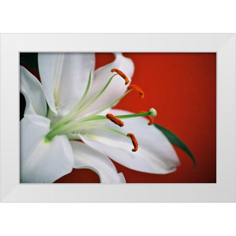 White Lily White Modern Wood Framed Art Print by Peck, Gail