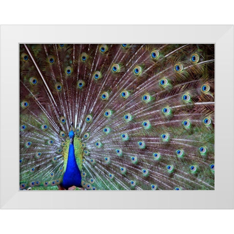 Wild Beauty I White Modern Wood Framed Art Print by Peck, Gail