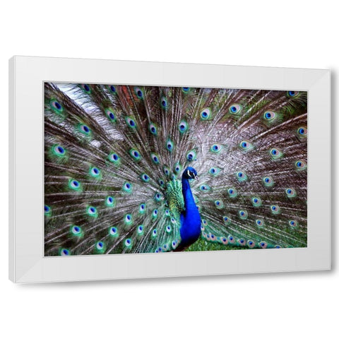 Wild Beauty II White Modern Wood Framed Art Print by Peck, Gail
