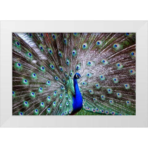Wild Beauty II White Modern Wood Framed Art Print by Peck, Gail