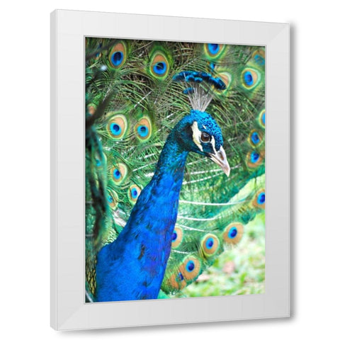 Royally Blue II White Modern Wood Framed Art Print by Peck, Gail