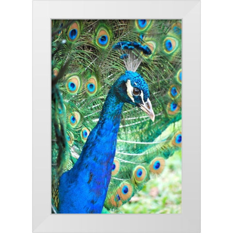 Royally Blue II White Modern Wood Framed Art Print by Peck, Gail