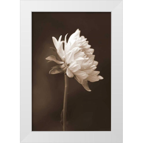 Sepia Flower I White Modern Wood Framed Art Print by Peck, Gail