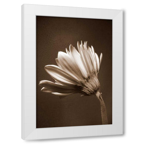 Sepia Flower II White Modern Wood Framed Art Print by Peck, Gail