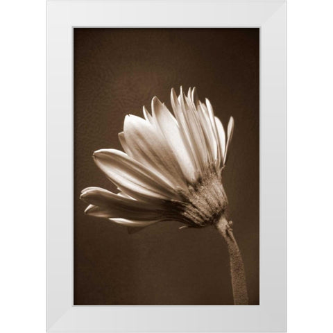 Sepia Flower II White Modern Wood Framed Art Print by Peck, Gail