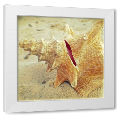 Conch White Modern Wood Framed Art Print by Saghini, Lisa Hill