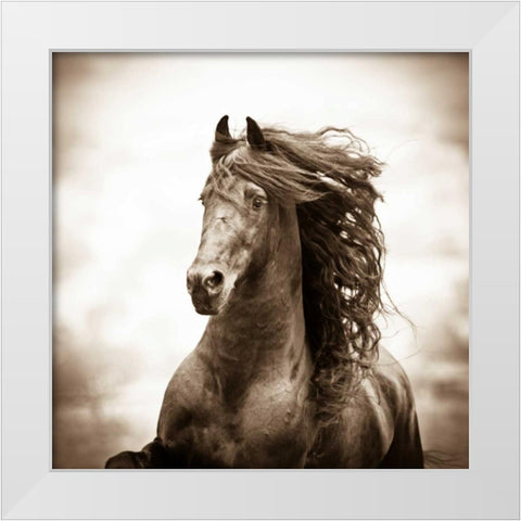 War Horse White Modern Wood Framed Art Print by Walker, Carol