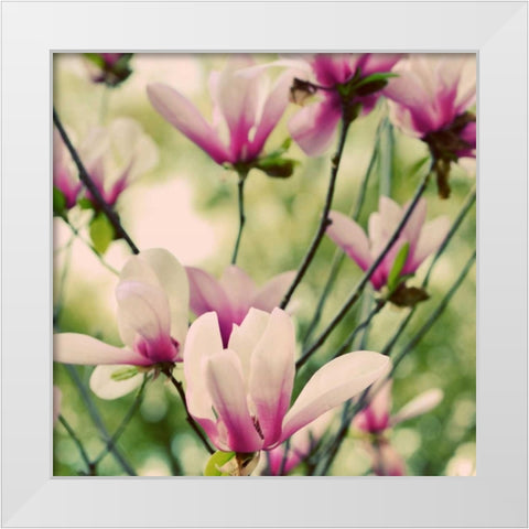 Fragile Pink Daisies White Modern Wood Framed Art Print by Peck, Gail