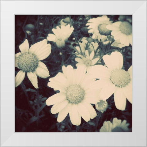 Fragile Daisies II White Modern Wood Framed Art Print by Peck, Gail