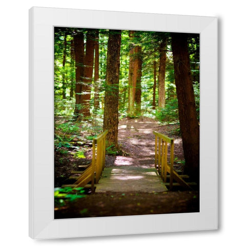 Forest Park Path White Modern Wood Framed Art Print by Bryant, Susan