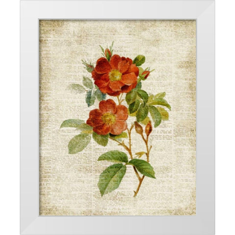Roses on Newsprint II White Modern Wood Framed Art Print by Loreth, Lanie