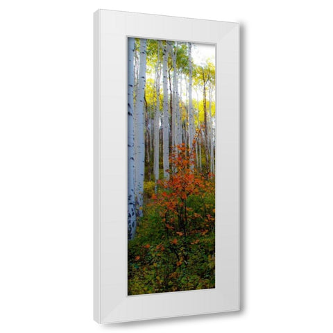 Aspen in the Day I White Modern Wood Framed Art Print by Mansfield, Kathy