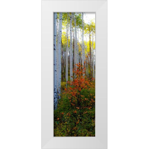 Aspen in the Day I White Modern Wood Framed Art Print by Mansfield, Kathy
