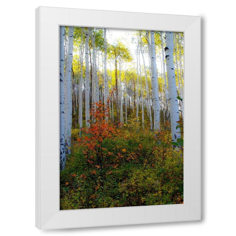 Aspen in the Day White Modern Wood Framed Art Print by Mansfield, Kathy