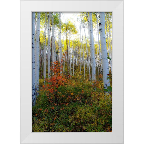Aspen in the Day White Modern Wood Framed Art Print by Mansfield, Kathy