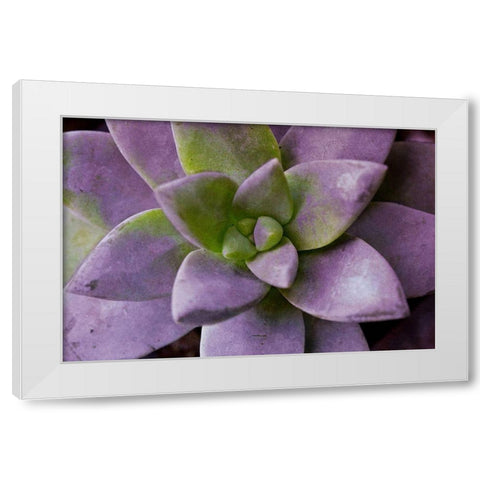 Purple Succulent I White Modern Wood Framed Art Print by Bryant, Susan