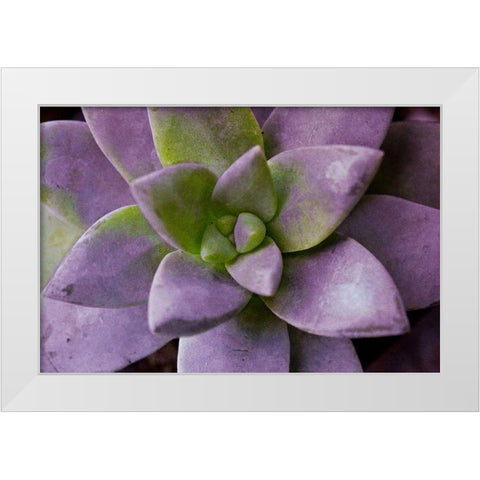 Purple Succulent I White Modern Wood Framed Art Print by Bryant, Susan