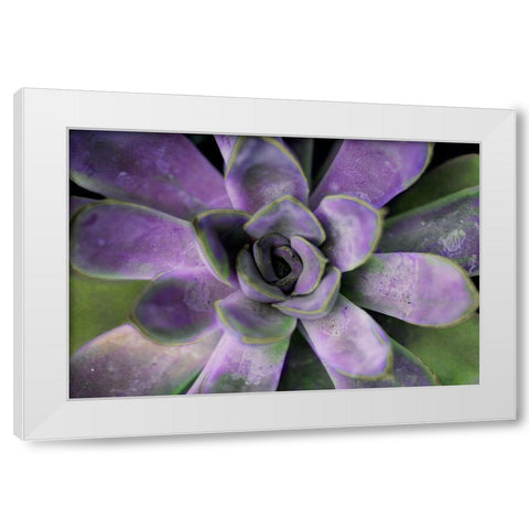Purple Succulent II White Modern Wood Framed Art Print by Bryant, Susan
