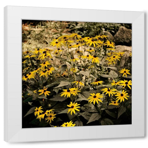 Yellow Daisies White Modern Wood Framed Art Print by Nawrocke, Bruce