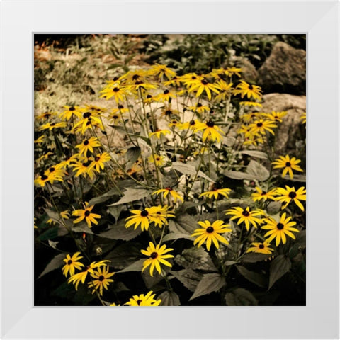 Yellow Daisies White Modern Wood Framed Art Print by Nawrocke, Bruce