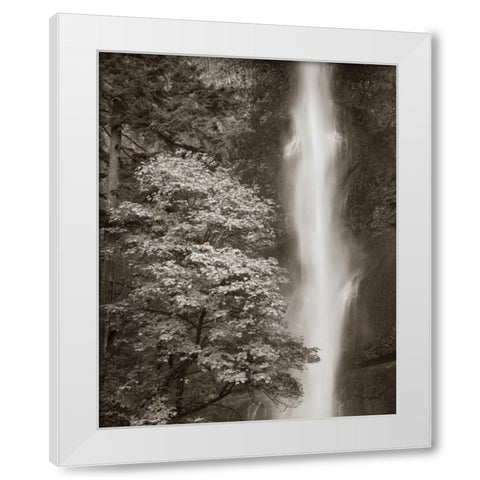 Multnomah Falls White Modern Wood Framed Art Print by Audit, Lisa