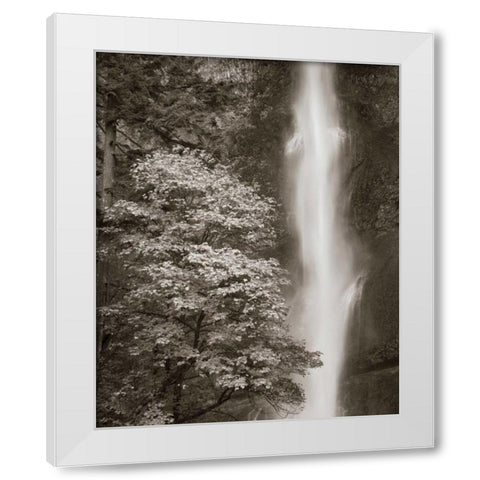 Multnomah Falls White Modern Wood Framed Art Print by Audit, Lisa