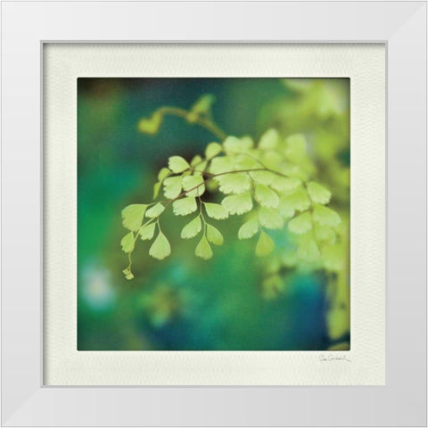 Natures Fern II White Modern Wood Framed Art Print by Schlabach, Sue