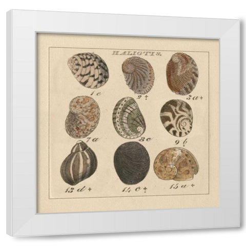 Haliotis White Modern Wood Framed Art Print by Wild Apple Portfolio