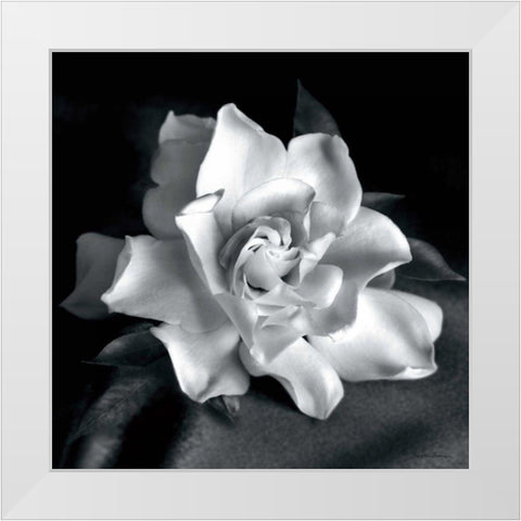 Gardenia White Modern Wood Framed Art Print by Van Swearingen, Debra