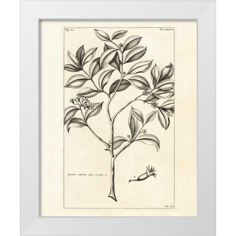 Tropical Leaf Study I White Modern Wood Framed Art Print by Wild Apple Portfolio