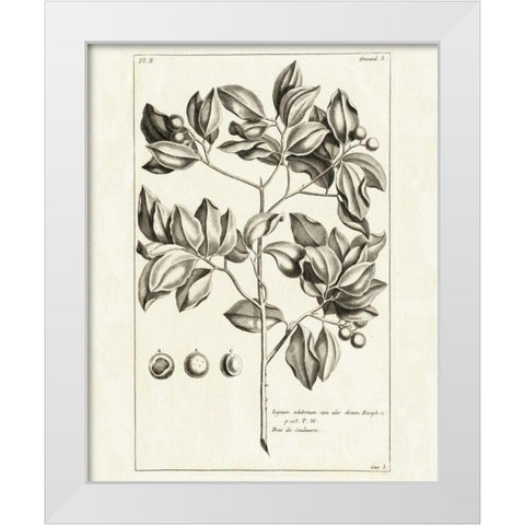 Tropical Leaf Study II White Modern Wood Framed Art Print by Wild Apple Portfolio