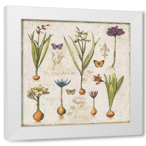 Histoire Naturelle V White Modern Wood Framed Art Print by ERR, Pela