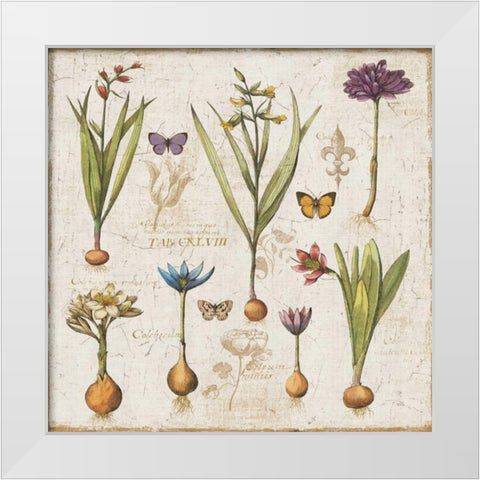 Histoire Naturelle V White Modern Wood Framed Art Print by ERR, Pela