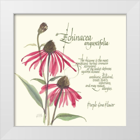 Echinacea White Modern Wood Framed Art Print by Paschke, Chris