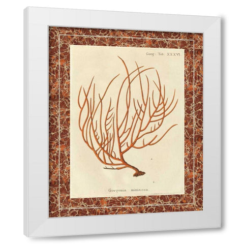 Gorgonia Miniacea Marble White Modern Wood Framed Art Print by Wild Apple Portfolio