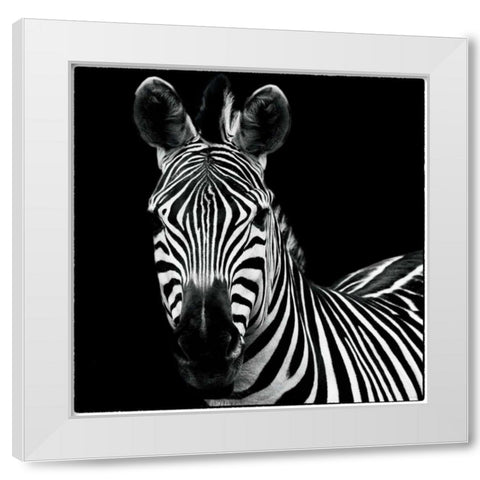 Zebra II Square White Modern Wood Framed Art Print by Van Swearingen, Debra