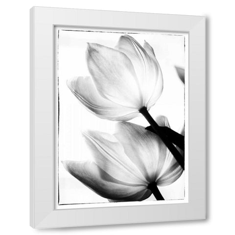 Translucent Tulips II White Modern Wood Framed Art Print by Van Swearingen, Debra