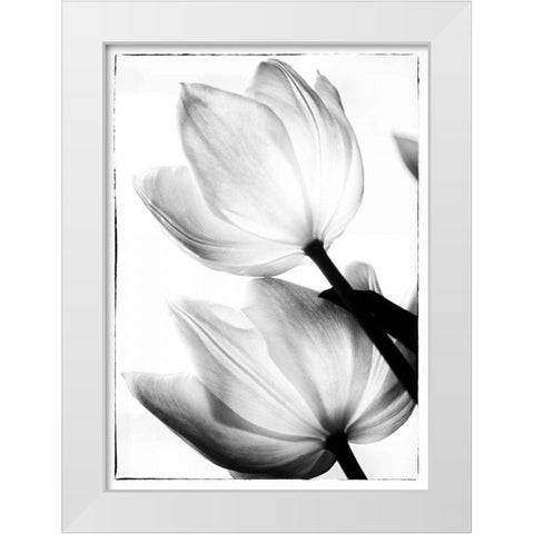 Translucent Tulips II White Modern Wood Framed Art Print by Van Swearingen, Debra