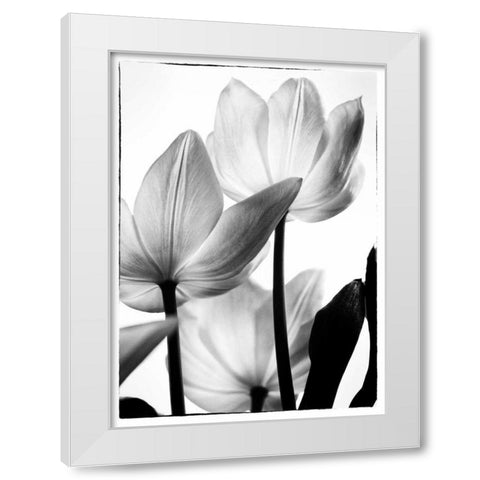 Translucent Tulips III White Modern Wood Framed Art Print by Van Swearingen, Debra