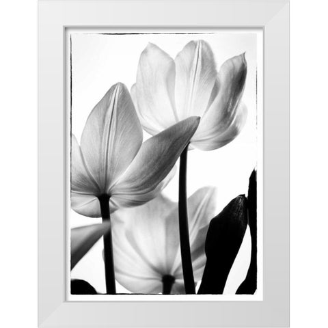 Translucent Tulips III White Modern Wood Framed Art Print by Van Swearingen, Debra