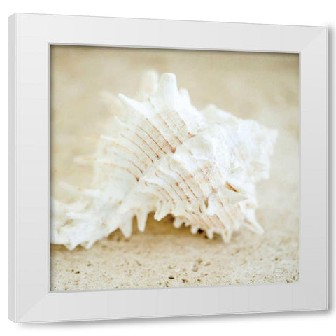 Seashore Shells II White Modern Wood Framed Art Print by Studio, Brookview