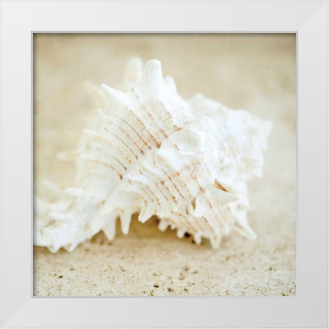 Seashore Shells II White Modern Wood Framed Art Print by Studio, Brookview