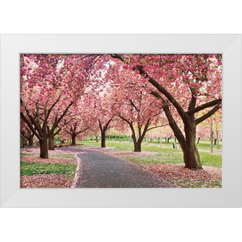 Cherry Parade White Modern Wood Framed Art Print by Gendreau, Katherine