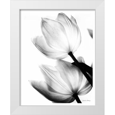 Translucent Tulips II no border White Modern Wood Framed Art Print by Van Swearingen, Debra
