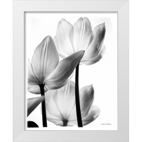 Translucent Tulips III no border White Modern Wood Framed Art Print by Van Swearingen, Debra