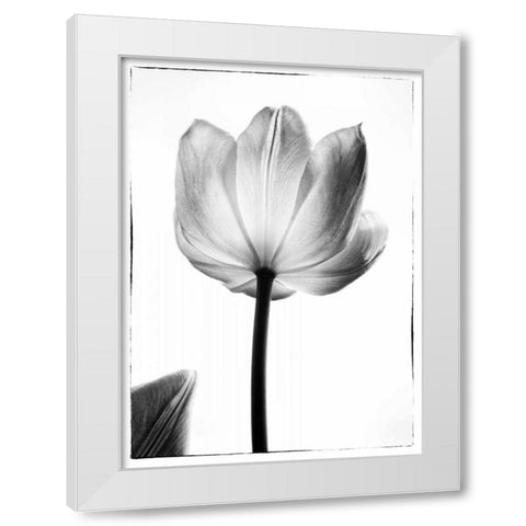 Translucent Tulips I White Modern Wood Framed Art Print by Van Swearingen, Debra