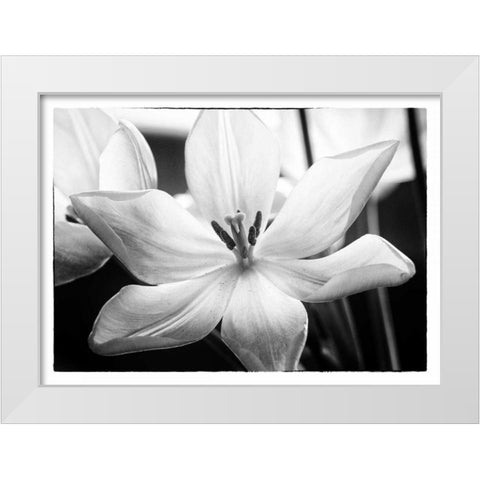 Translucent Tulips IV White Modern Wood Framed Art Print by Van Swearingen, Debra