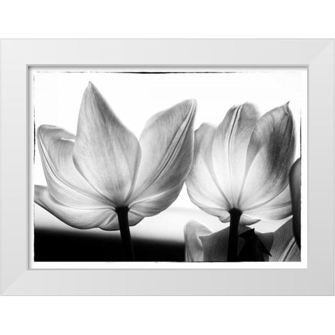 Translucent Tulips V White Modern Wood Framed Art Print by Van Swearingen, Debra